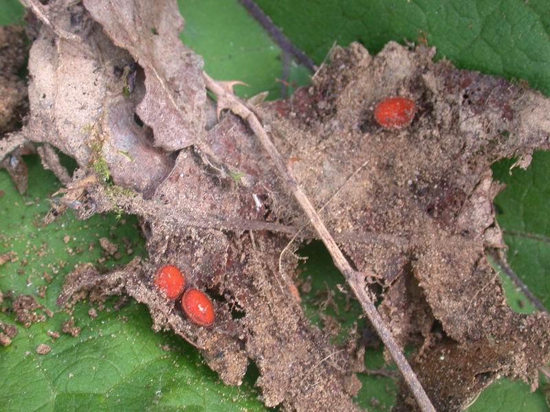 Scutellina scutellata